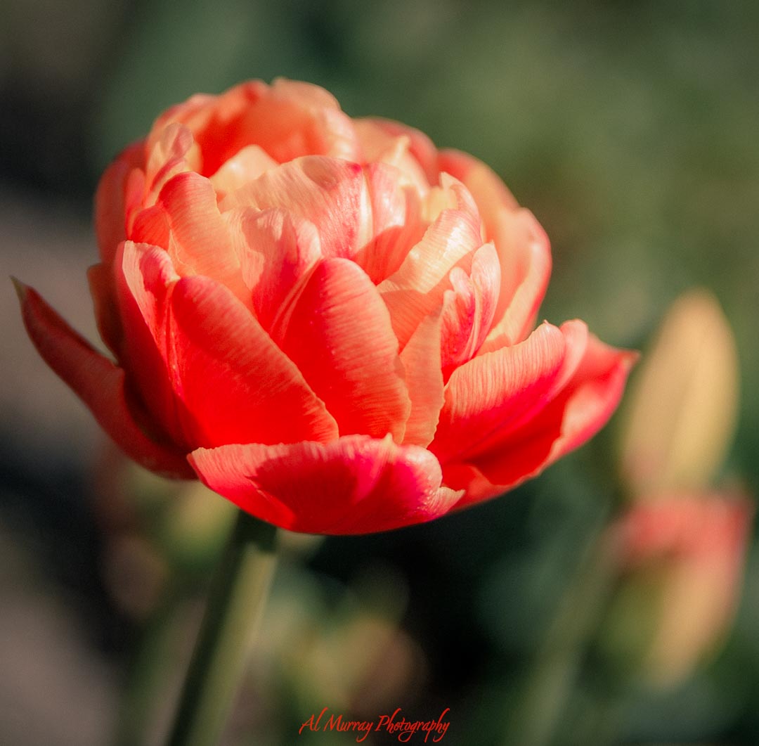Close up of a coral pink tulip with layered petals glowing in warm sunlight against a soft blurred green background. The shallow depth of field and rich natural colors create the kind of detailed floral scene often featured in landscape photography.